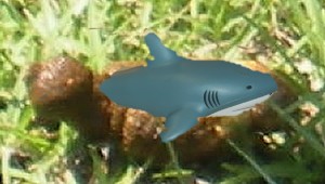 090123 Feces Carcharias (Shit Shark) The Feces Carcharias (Shit Shark) is the only land shark; and is indiginous to St Petersburg, Florida.