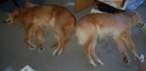 Max and Titan Butt to Butt, 12/04/08 Max and Titan snooze on the office florr butt to butt.
